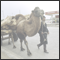 Opposite the Petrol Station PetroChina walks an old uygur with his camel cart loaded with logs. Kashgar, Xinjiang, CHN